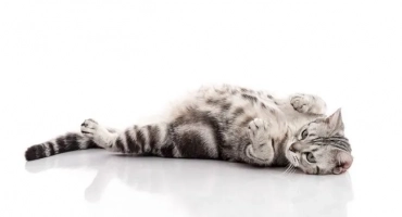 Колко котки са медицински котета: примери във времето и за първи път